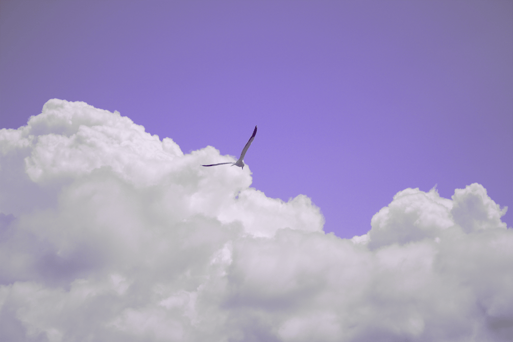 freedom